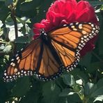 Sharon Oakman Taylor - Facebook