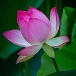 Sharon Oberlies - @sharonoberlies - Instagram
