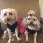 Sharon Rollman-Occhipinti - @miaandkaia - Instagram