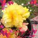 Sharon Odell - Facebook