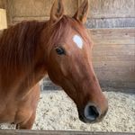 Sharon Oetzel - @sharon_oetzel - Instagram