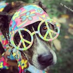 Sharon Oles - @shar61bear - Instagram