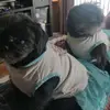 Sharon olson-ochoa - @furbabylove2021 - TikTok