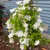 Sharon Althoff - Facebook