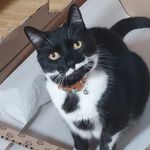 Sharon Orchard - @sharon_tigs_ - Instagram