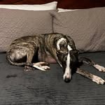 Sharon Orchard - @shazzorch - Instagram