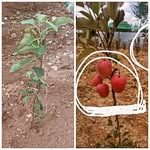 SharonOrganicFarm - @sharonorganic - Instagram