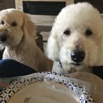 Sharon Orzechowski - Facebook