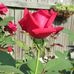 Sharon Otey - Facebook