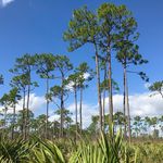 Sharon L. Otis Balgobin - @sharonotisbalgobin - Instagram