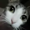 Sharon Papenfuss - @sharonpapenfuss_6936 - TikTok