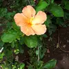 Sharon P🌼 - @sharonparent1956 - TikTok