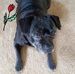 Sharon Parkes - Facebook