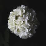 Sharon Pasch - @fetsiesm - Instagram