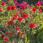 Sharon Percy - @sharonlovesplants - Instagram