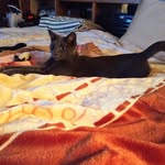 Sharon Lynch Petrone - @sahron2417 - Instagram