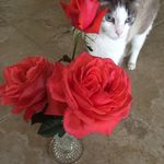Sharon Pfaff - @fullofpurrz - Instagram