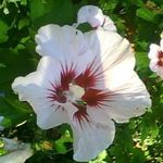 Sharon Pfaff Campbell - @jjkkpkcmom - Instagram