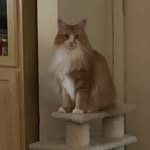 Sharon Pfeffer Alvey - @alvey292 - Instagram