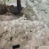 Sharon Phelps - @sharon.phelps2 - TikTok