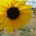 Sharon Piccolo - Facebook