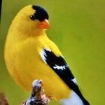 Sharon Pickle - @picklesharon - Instagram