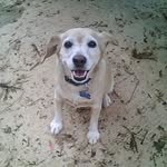 sharon pickler - @picklersharon - Instagram