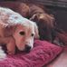 Sharon Pickrell - Facebook
