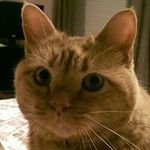 Sharon Pinney - @lucydesilu - Instagram