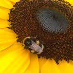 Sharon Pitcher - @sharonpne64 - Instagram