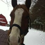 Sharon Prentice - @sherrybears_funny_farm - Instagram