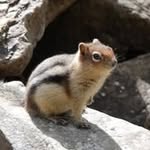 Sharon Priest - @sharonpriest6 - Instagram