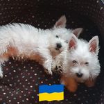 Sharon Proctor Davis - @emj1409662019 - Instagram