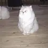 sharonproctor25 - @sharonproctor25 - TikTok