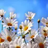 Sharon Pyles795 - @sharonpyles795 - TikTok