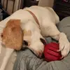 Sharon Ralph - @sharon.ralph8 - TikTok