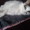 Sharon Ratcliffe - @sharon.ratcliffe5 - TikTok
