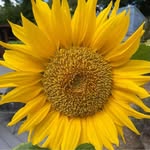 Sharon Redman - @sharonredman2024 - Instagram