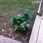 Sharon Rigdon - @sharonrigdon - Instagram