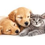 Sharon Roberts - @pawsomepetsathome_ - Instagram