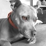 Sharon Rowlands - @sharon.rowlands.52 - Instagram