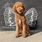 Sharon Rubinstein - @sharez101 - Instagram