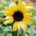 Sharon Sanger - Facebook