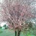 Sharon Satterfield - Facebook