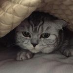 Sharon Saxe - @sharon.saxe.16 - Instagram