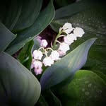 Sharon Saxton - @sharon.saxton.54 - Instagram