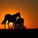 Sharon Schaefer - @slschaefer6 - Instagram