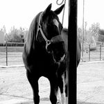 Sharon Schaefer - @chromedponies - Instagram