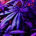 Sharon Schrand - Facebook