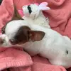 Sharon seal - @i_shart_on_myself - TikTok